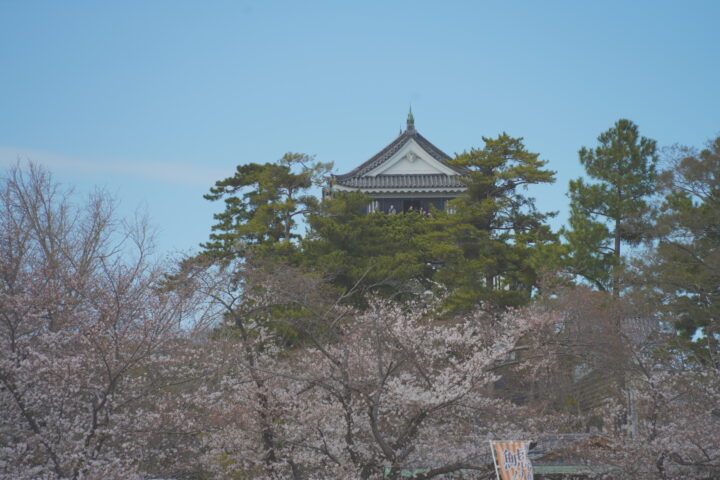 okazakijou_sakura