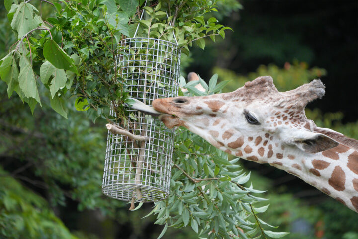 舌を伸ばして食べるキリン